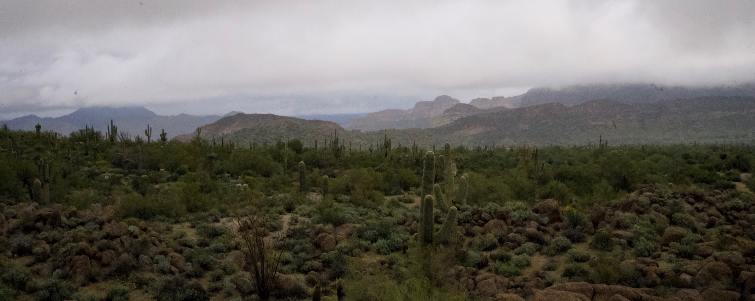 A wide saguaro desert under low cloud, mountains in the distance.