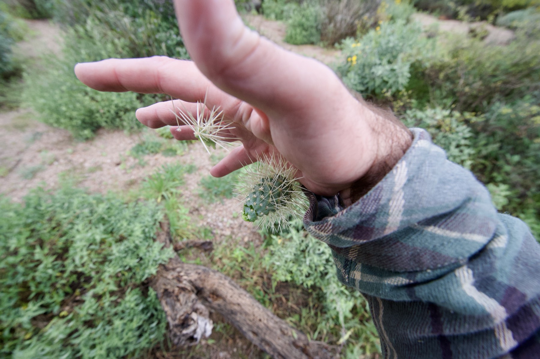 A jumping cholla cactus embedded in the developer's hand, off-trail in the Sonoran Desert.